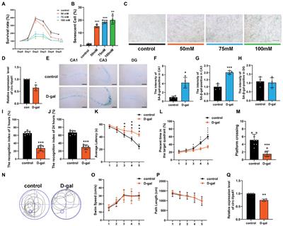 Circ-Vps41 positively modulates Syp and its overexpression improves memory ability in aging mice